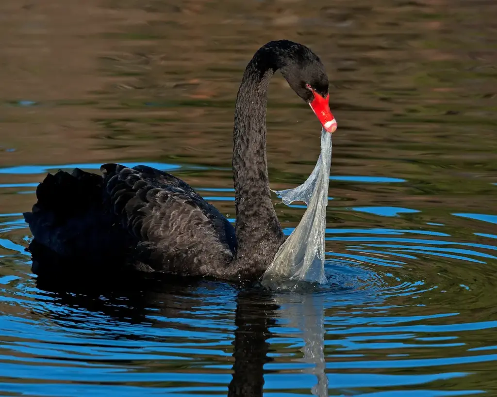 How Pollution Affects Our Wildlife Swan Eating Plastic Bag