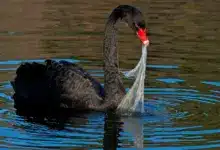 How Pollution Affects Our Wildlife Swan Eating Plastic Bag