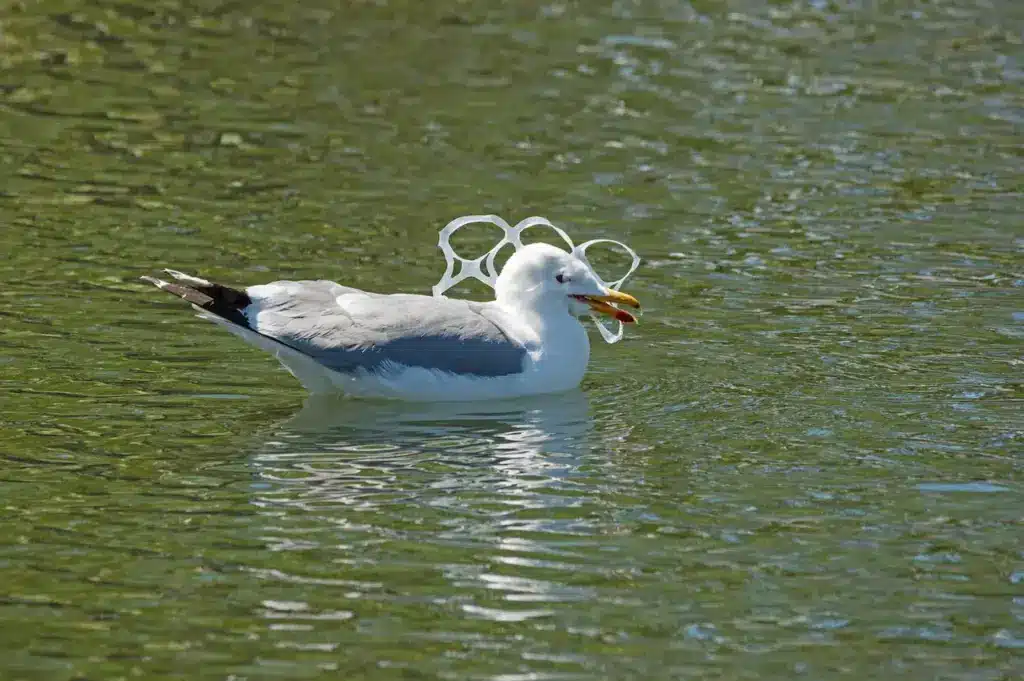 Seagull With Beer Can Plastic In Mouth