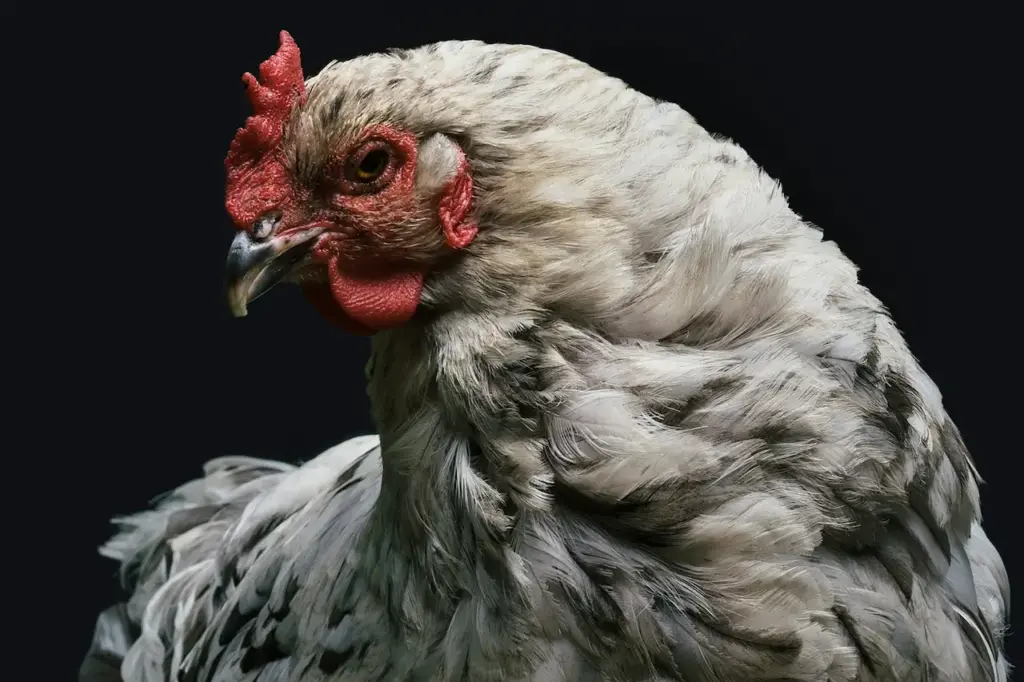 Aspergillosis In Chickens