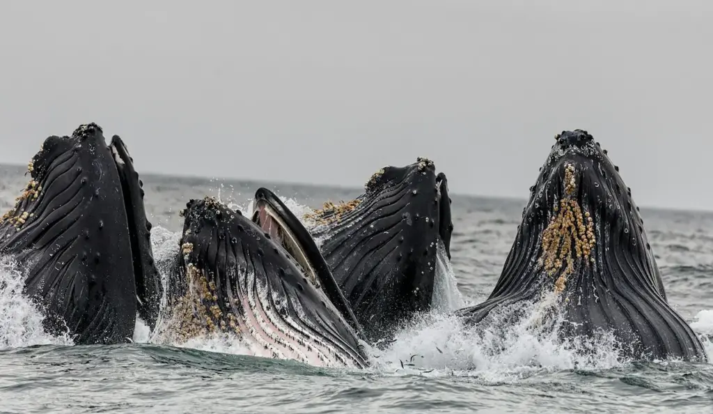 Whale Reproduction Four Whales Breaching