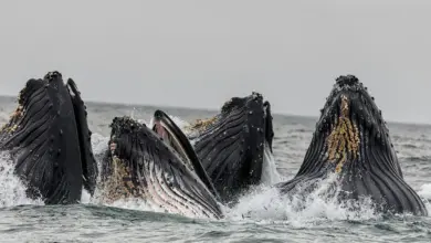Whale Reproduction Four Whales Breaching