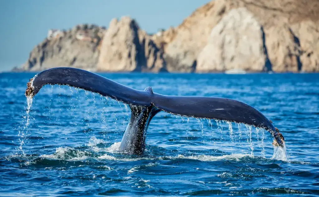 Whale Reproduction Humpback Whale Tail