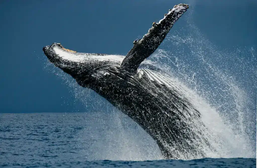 Whale Reproduction Whale Breaching