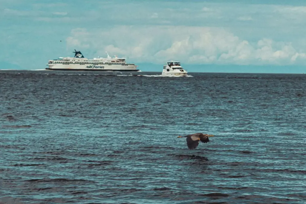 Birds Usually Follow Cruise Ships