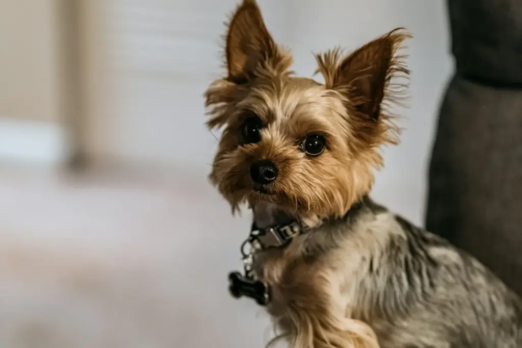 How Big Do Terrier Mixes Get
