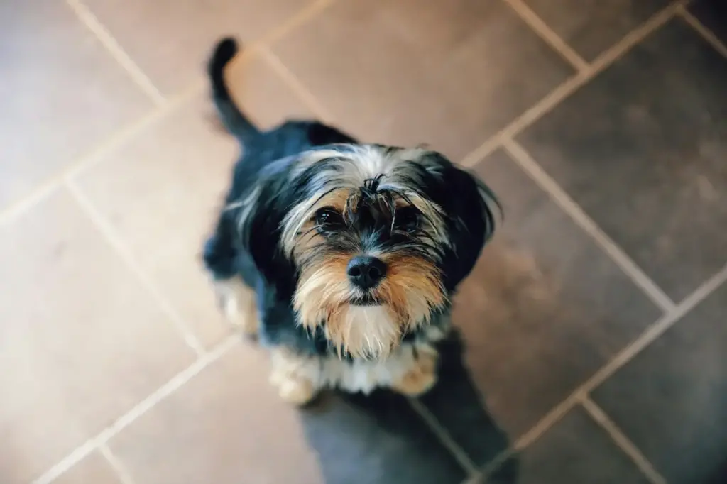 How Big Do Terrier Mixes Get