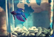 Bringing Wildlife to Your Living Room with an Aquarium