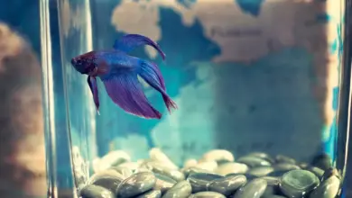 Bringing Wildlife to Your Living Room with an Aquarium