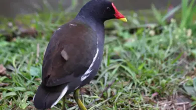 Dusky Moorhen Standing On The Grass