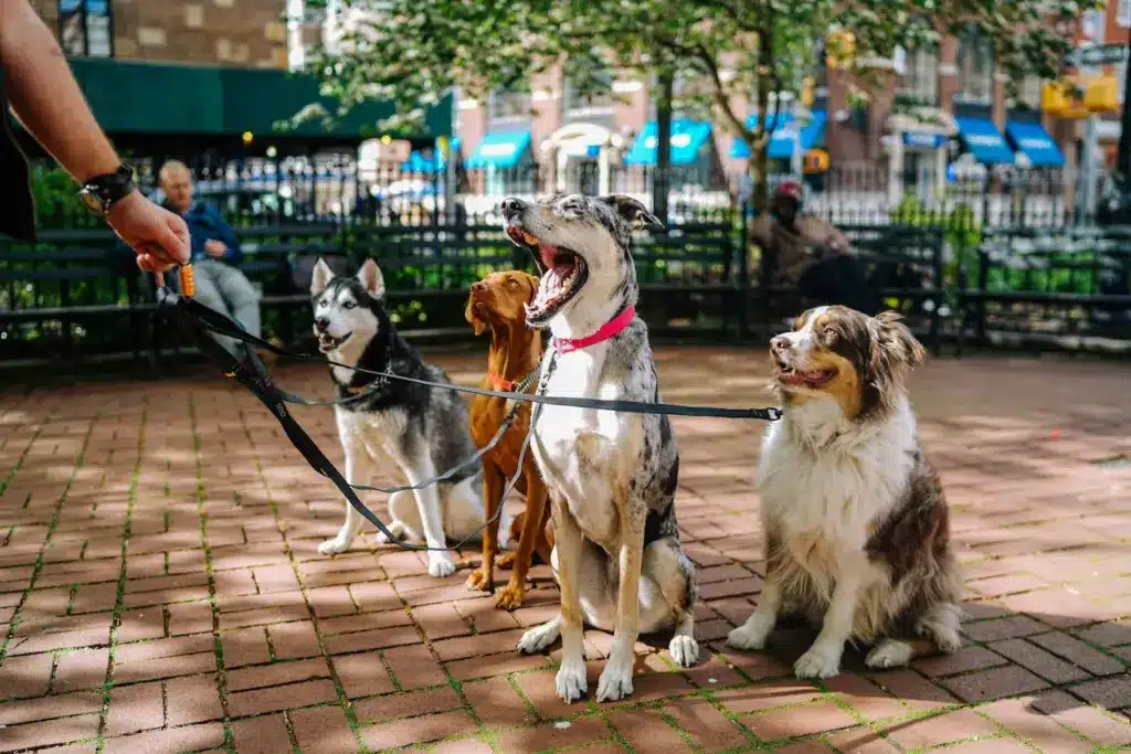 Four Dogs Sitting While On A Lead