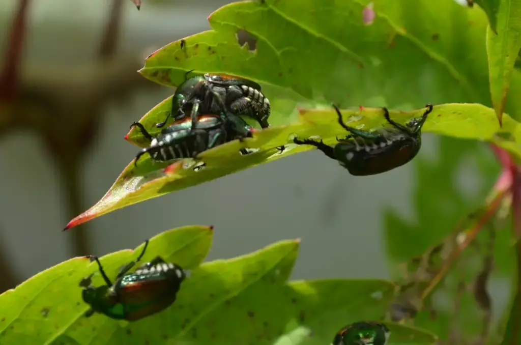 Japanese Beetles On Green Leaves Eating. What Eats Beetles?