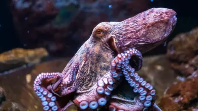 Octopus in the Water