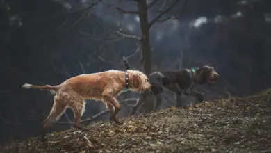 The Evolution of Dogs