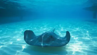 What Eats Stingrays