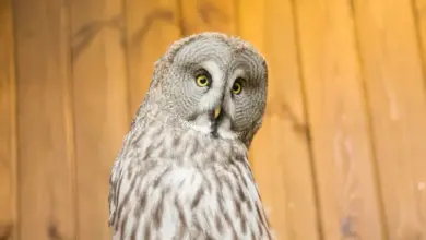 What are Nocturnal Predators