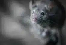 Pests Can Cause Damage to Your Home