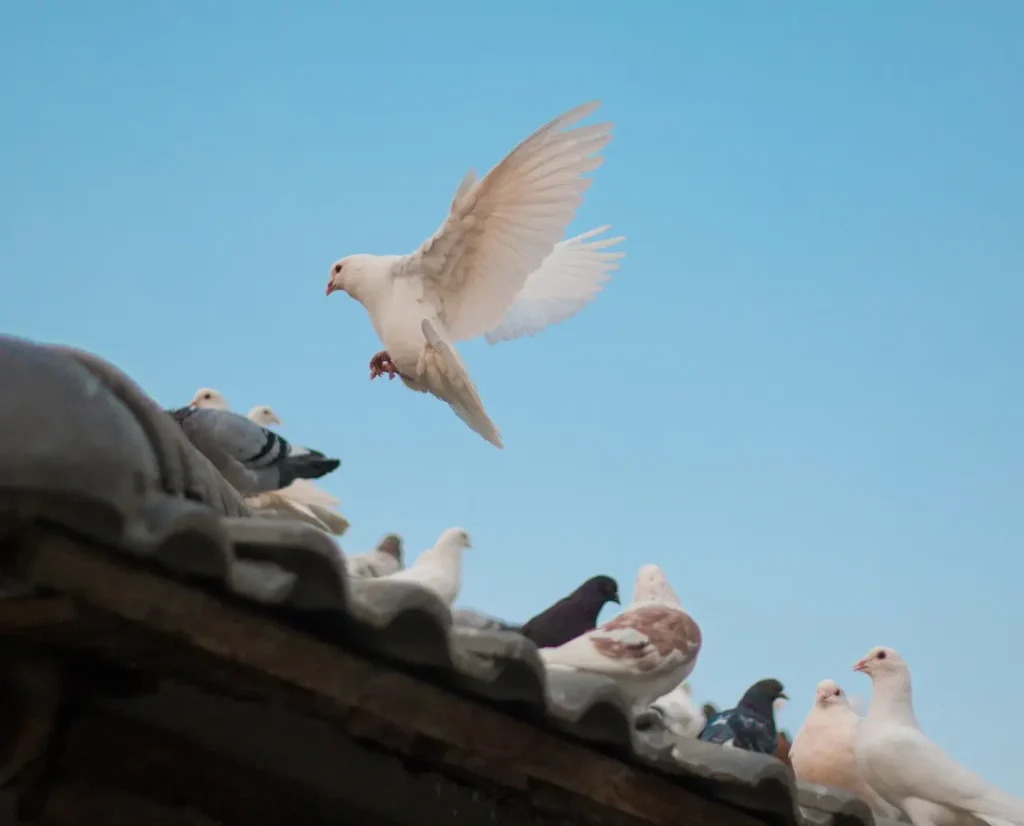 Why Pigeons Love Your Home