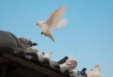 Why Pigeons Love Your Home