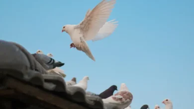 Why Pigeons Love Your Home
