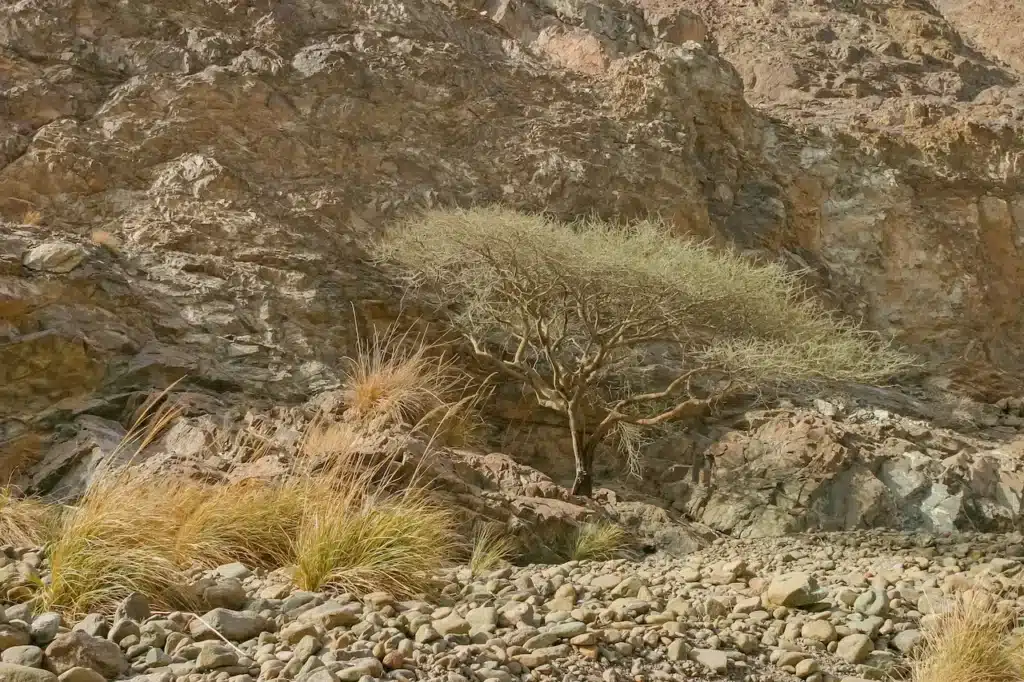 Umbrella Thorn Tree In Wadi Wurayah National Park