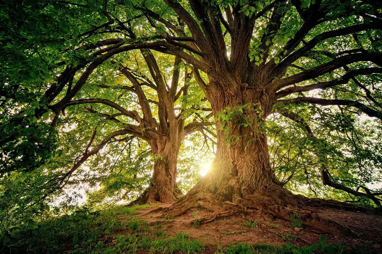 Huge Tree