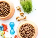 What You Should Really Be Feeding Your Pet