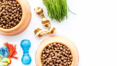 What You Should Really Be Feeding Your Pet