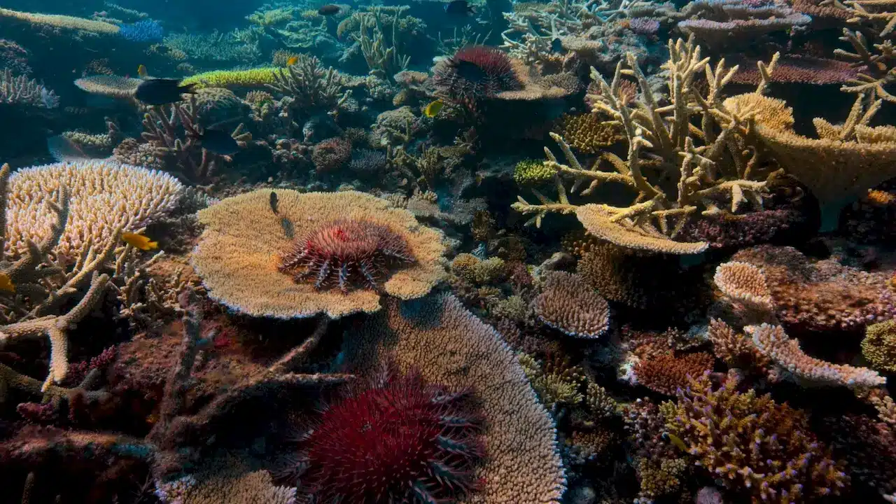 Dying Coral Reef