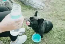 Keeping Pets Cool