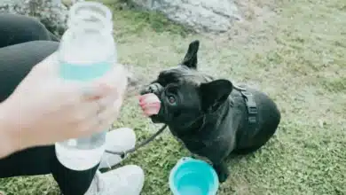 Keeping Pets Cool