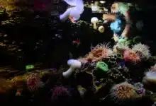 The Future of Reefs