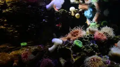 The Future of Reefs