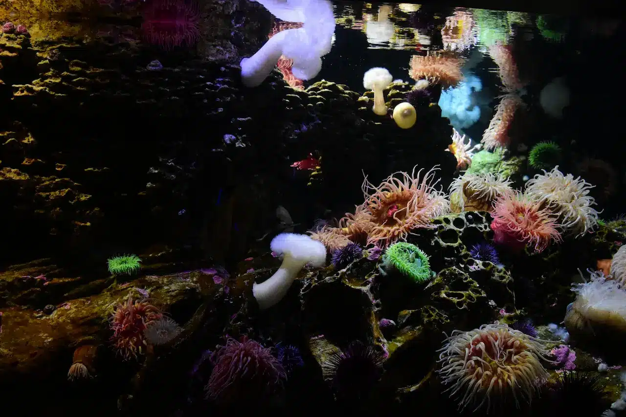 The Future of Reefs