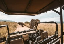 Luxury Safari Experiences for Families