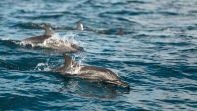 A pair of small cetaceans — the Vaquita is the smallest of the porpoises