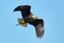 A bald eagle in flight — the textbook ESA recovery story