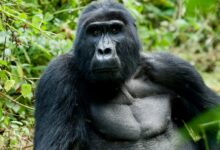 A mountain gorilla among green forest vegetation in the Virunga region