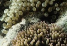 White, bleached coral on a tropical reef — the visible signature of thermal stress