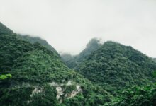 Forested mountain ridge of the kind that runs through the Annamite range — the Saola's last refuge