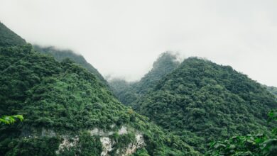 Forested mountain ridge of the kind that runs through the Annamite range — the Saola's last refuge