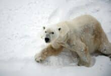 A polar bear on Arctic snow — the species the climate movement made its mascot