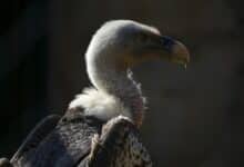 A vulture — among the most efficient ecosystem-services providers in the natural world