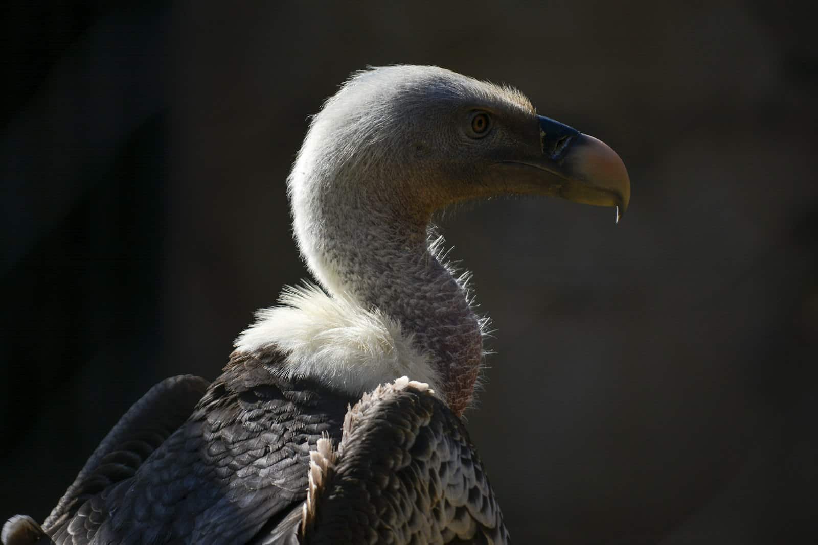 Why Vultures Matter Far More Than You'd Think | All About Wildlife