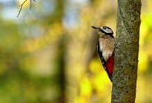 A black-and-white woodpecker on a tree branch — illustrative of the ivory-billed woodpecker family